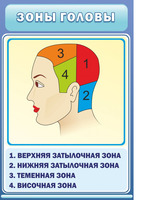 Стенд Зоны головы, 0,6x0,9 м, без карманов